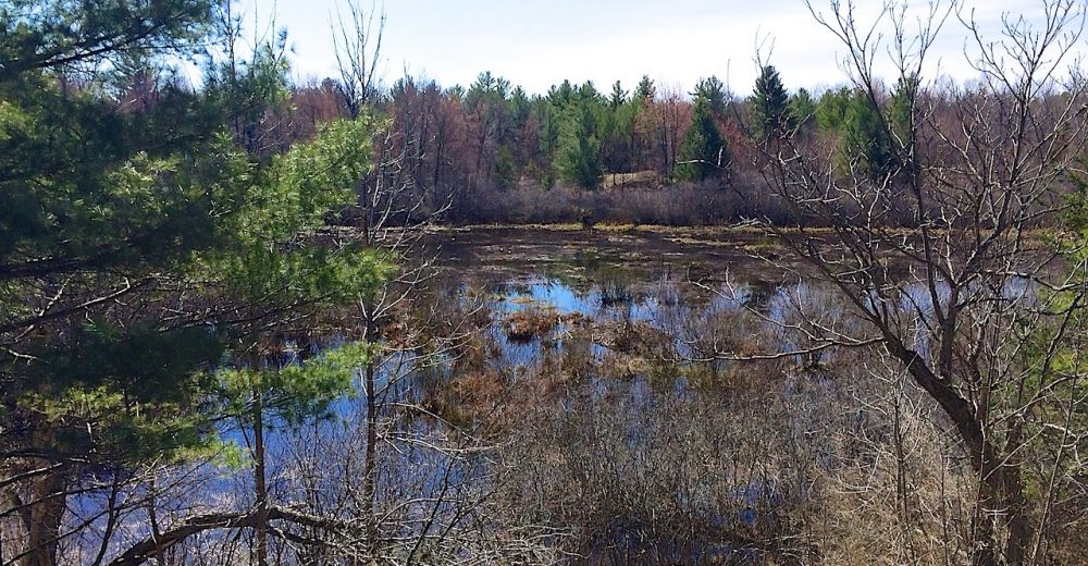 Carp Hills wetlands.
