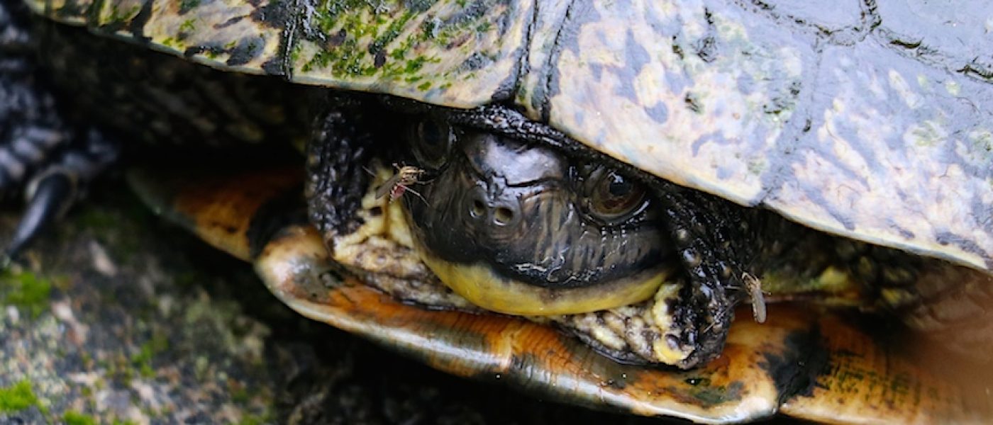 Blanding's turtle near Carp Hills trail.