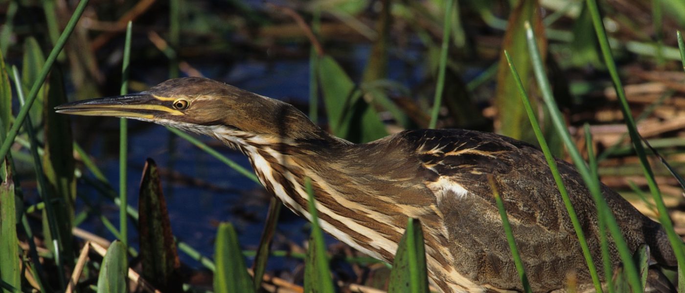 DUC Podcast Episode 21: Saving Cootes Paradise