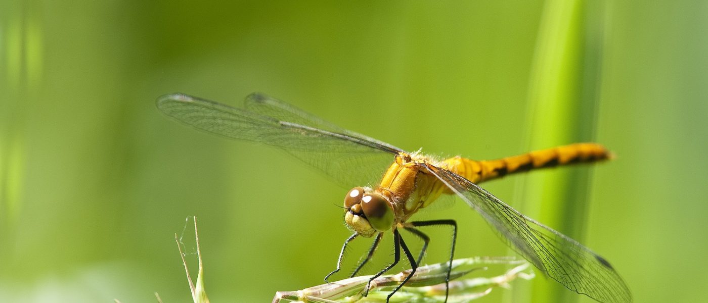 Dragonflies migrate using natural landscape features to guide them.