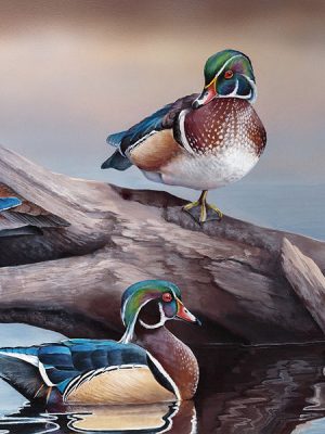 Waterfowl Stamp and Print Artist