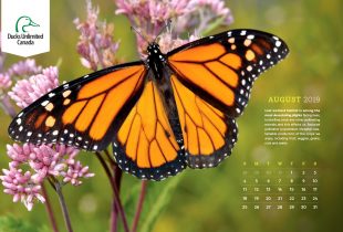 2019 Desktop Calendar Downloads