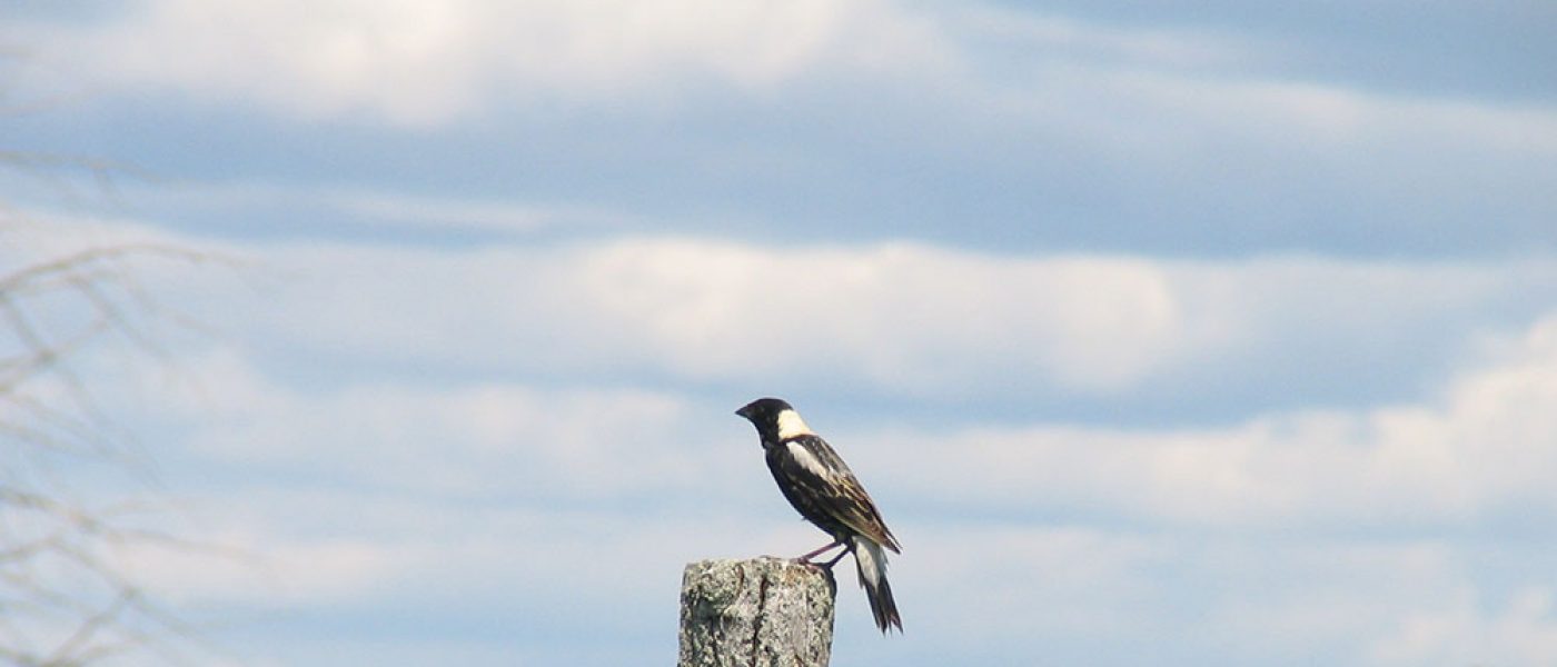 CN takes the protection of the environment very seriously. It is important that industry leaders seek innovative ways to make the region’s environment an even better place to live and work. That’s why CN is collaborating with Ducks Unlimited Canada to offset habitat loss by creating improved habitat offsite.