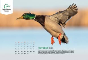 2019 Desktop Calendar Downloads