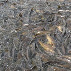 Cleaning up after common carp