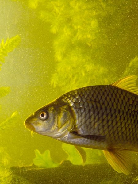 Invasive Species Invasive Species