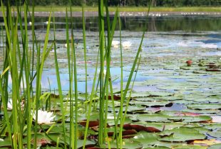 Pond Press