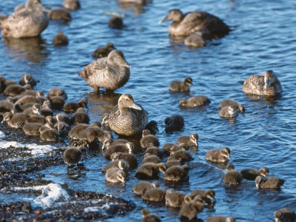 Ducklings and hens