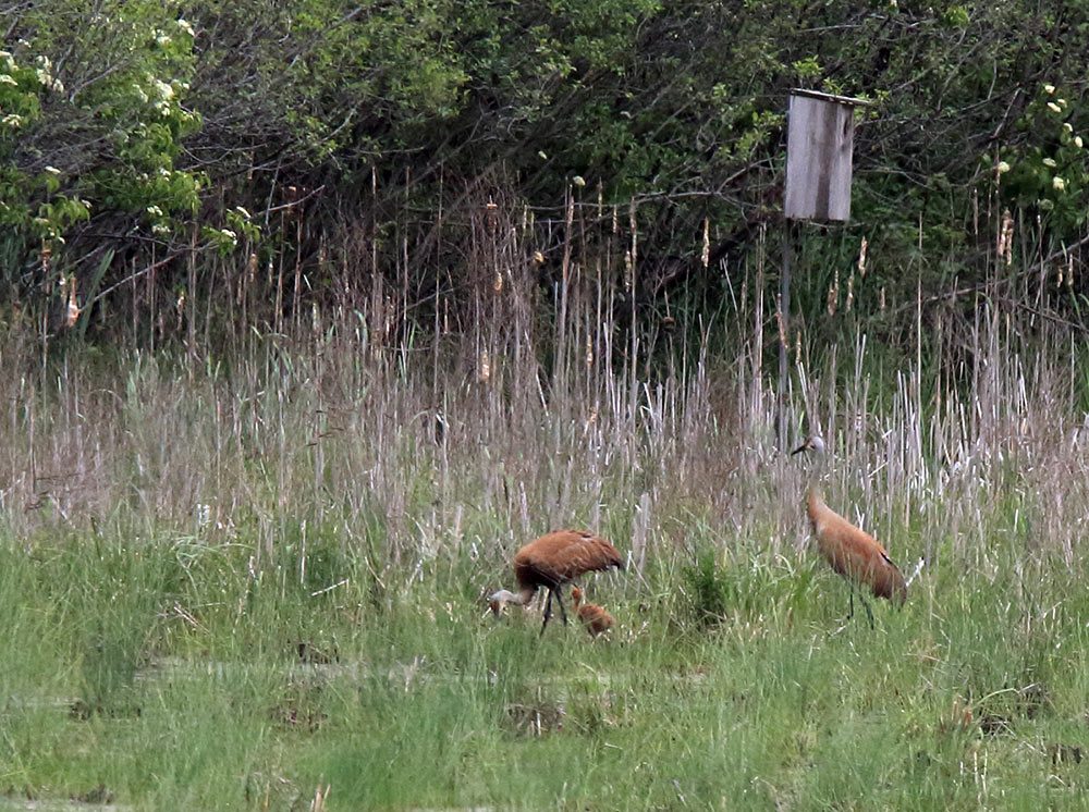 An exciting glimpse of Sandhill cranes with a recently hatched colt.
