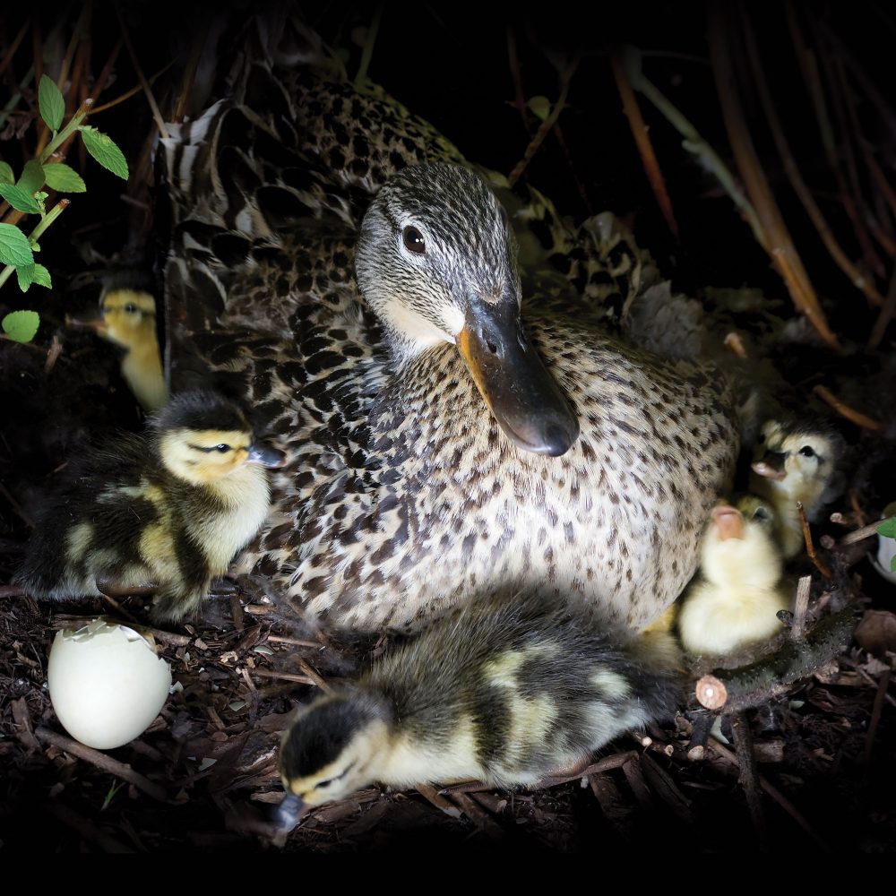 Ducklings and hen