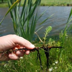 Decisive action removes invasive aquatic plant, parrot feather, in eastern Ontario