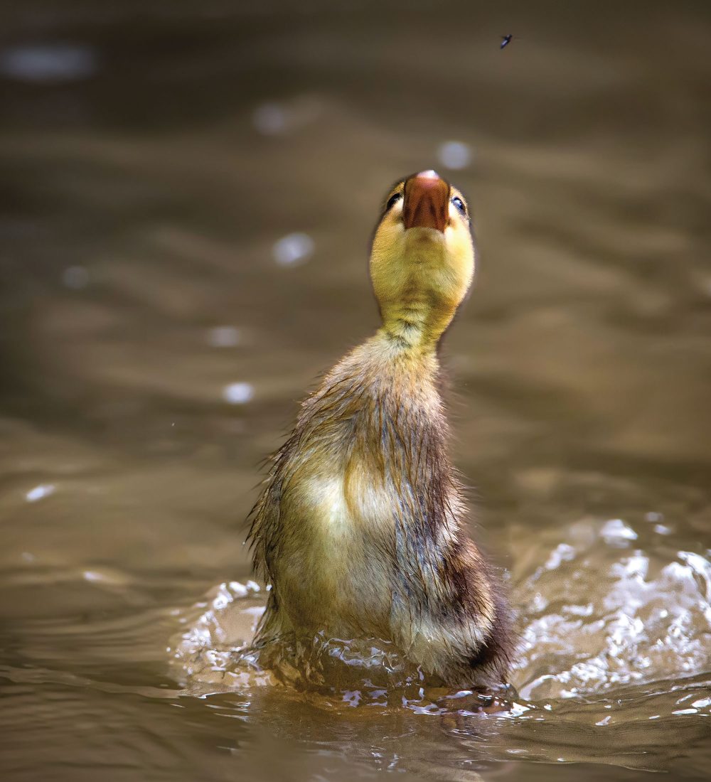 Duckling