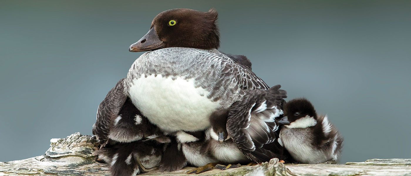 Ducklings and hen