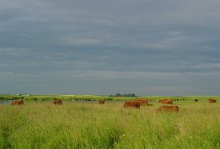 Alberta Hay/Graze Tender Program