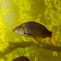 Invasive species