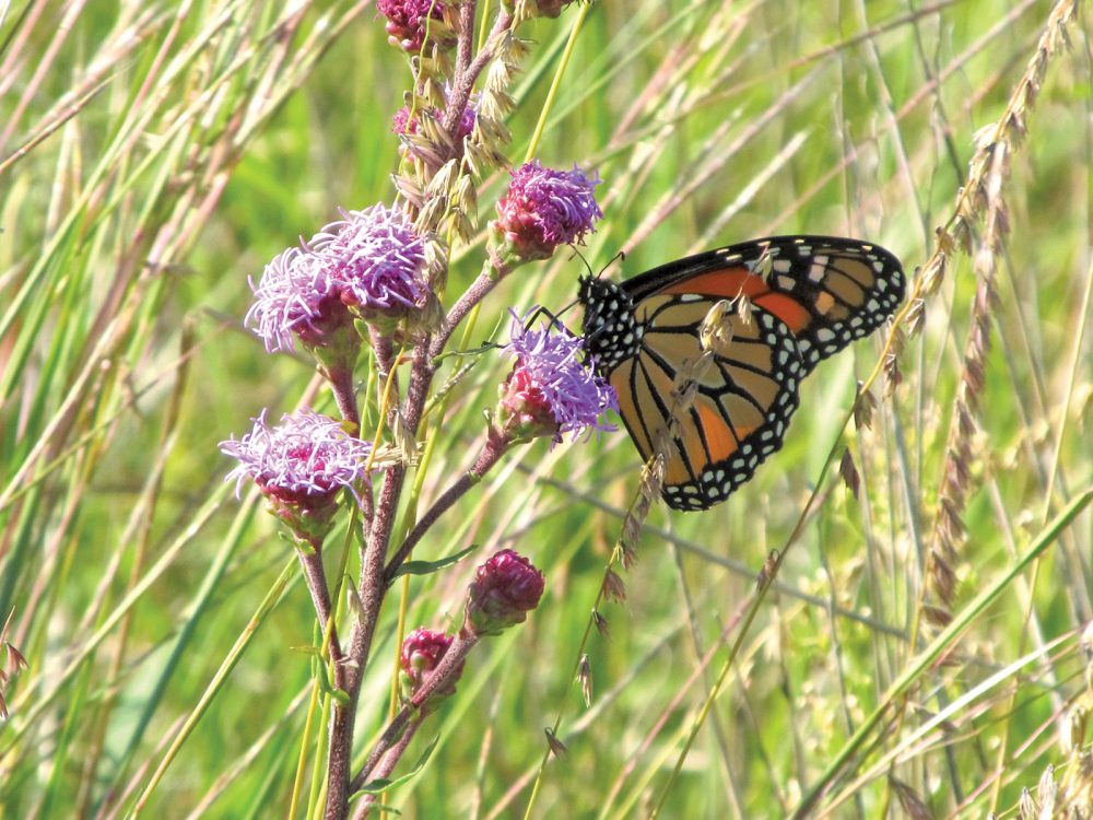 Monarch butterfly