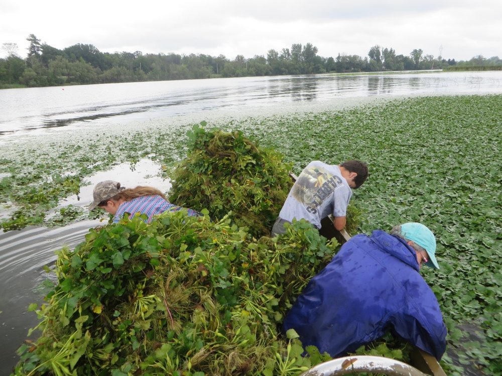 Volunteers fill a canoe with hand-pulled European water chestnut plants.