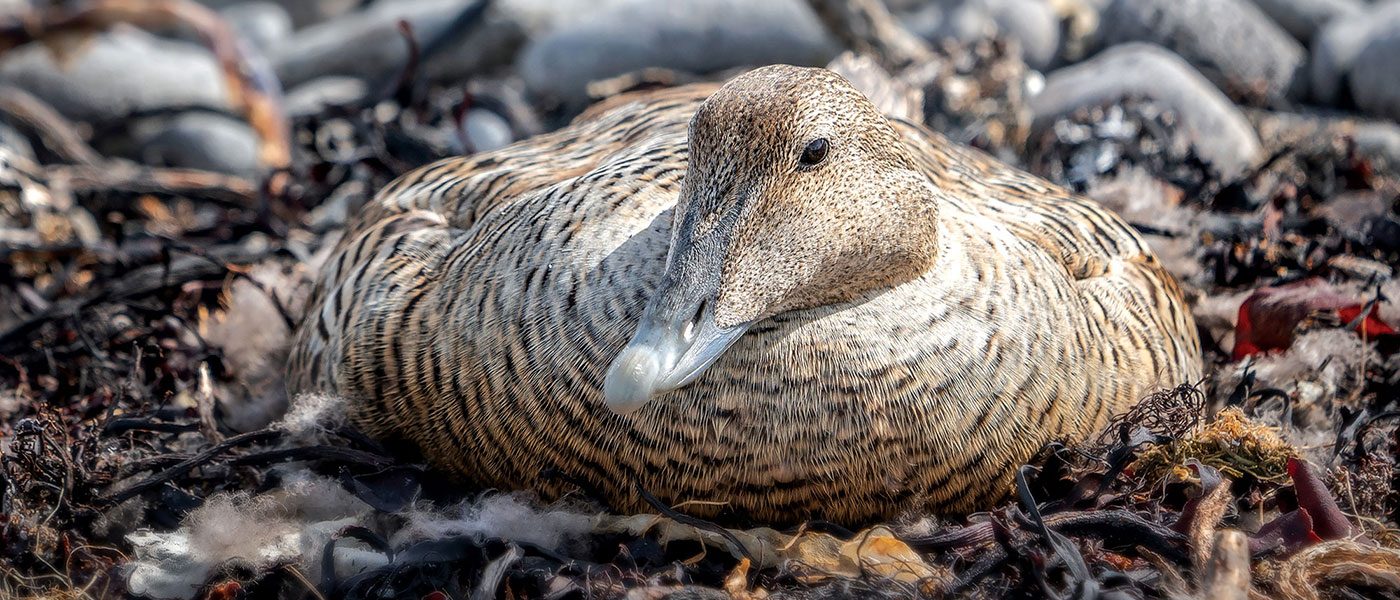 Hen duck