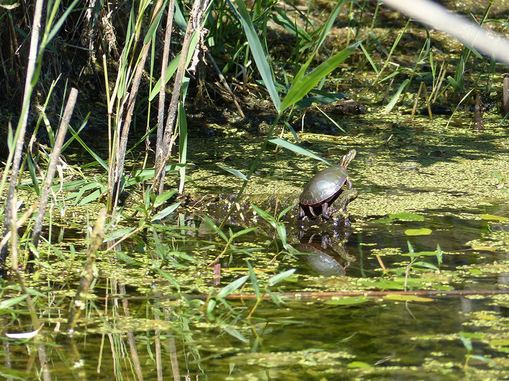 Painted turtle sunning itself at the Delaware wetland.