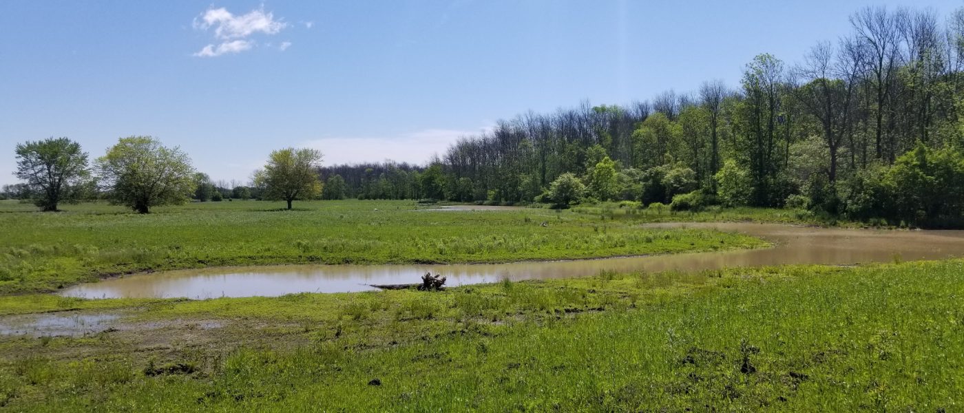 The new wetland habitat looks idyllic on a late spring day.