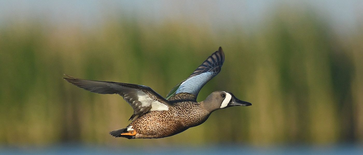 Up to 84 per cent of blue-winged teal overwinter in Mexico.
