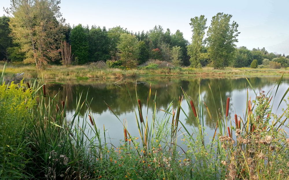 A landscape with ample small wetlands can sustain generations of wildlife.