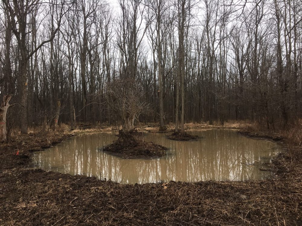 Spring water collected in the newly created habitat.