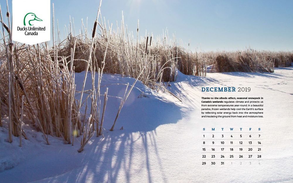 2019 Desktop Calendar Downloads Ducks Unlimited Canada