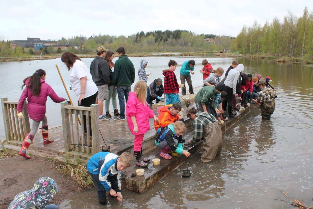 Students critter-dipping at a marsh.