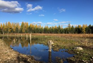 New life for an old marsh