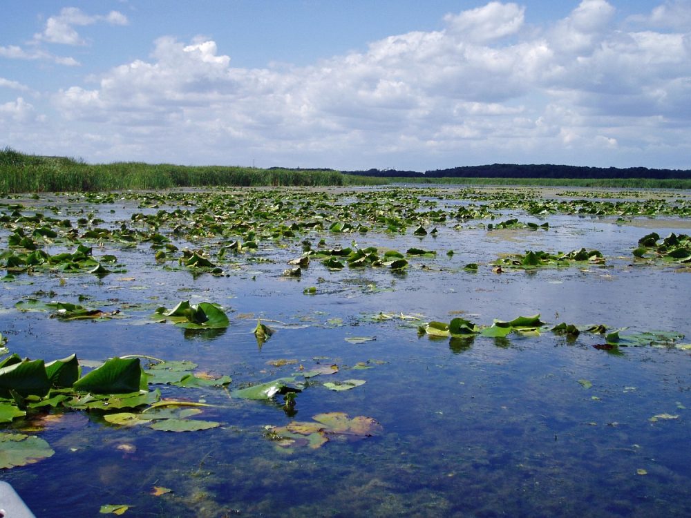 Oshawa Second Marsh.