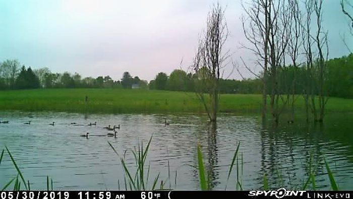 Trail cameras installed at each site captured waterfowl and other wildlife in the habitat.