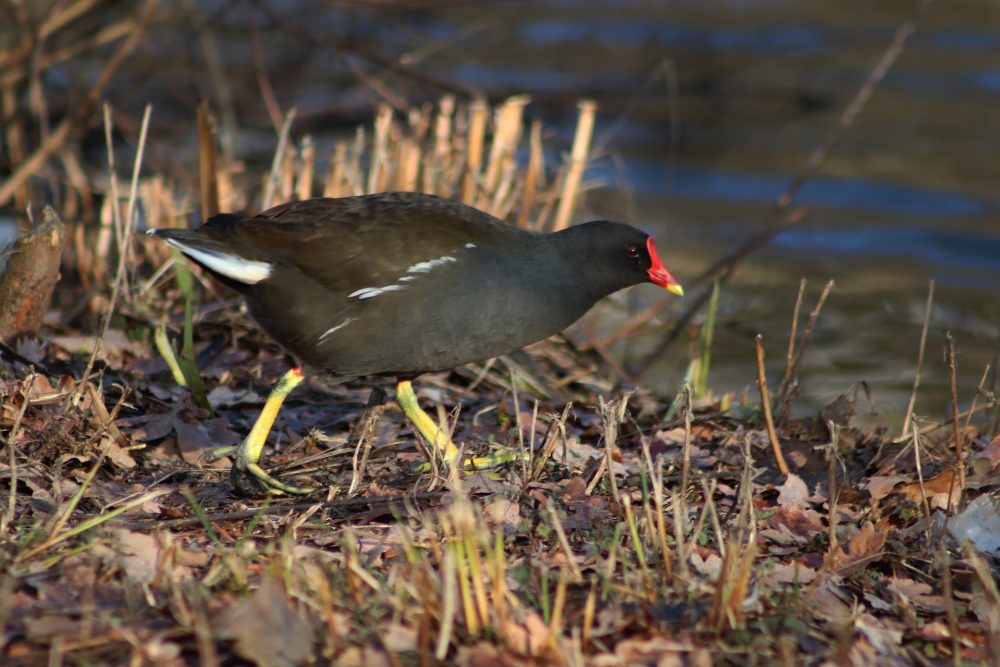 Common Gallinule