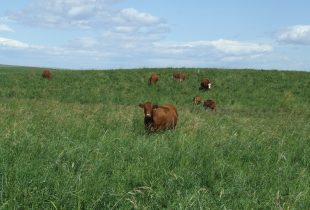 May the forage be with you and your herd: DUC/CPS forage program offers financial break for grassland conversions