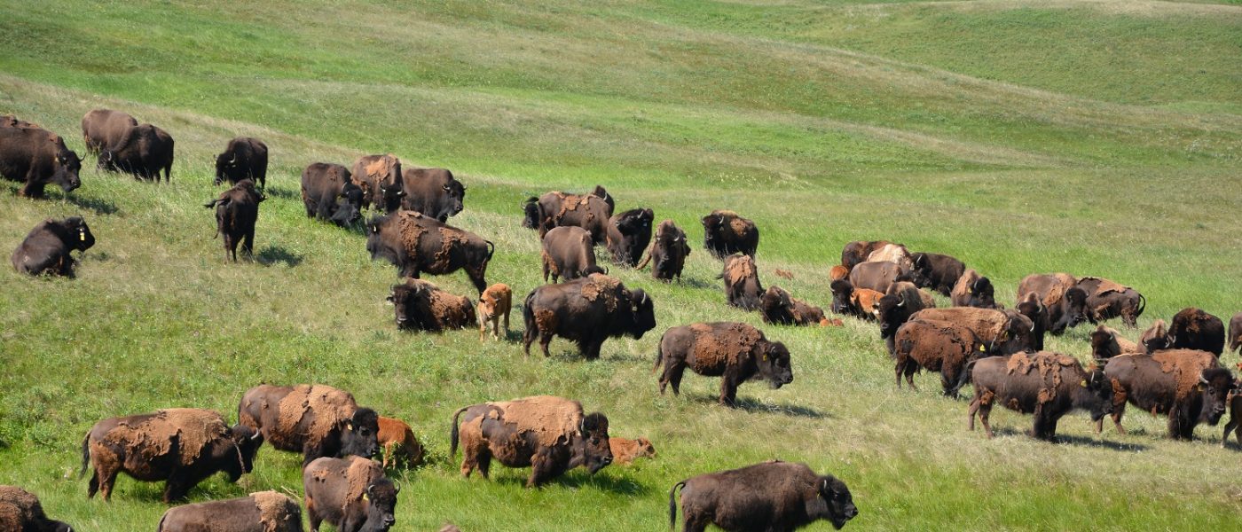 The plan is to have something that is sustainable for our children, for the bison and cattle, and for the wildlife and waterfowl, for years and years to come.