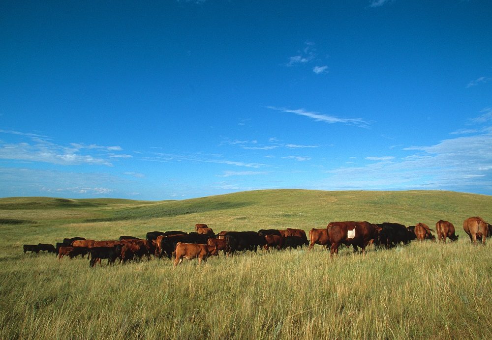 Forage Ahead with High-Quality Seed