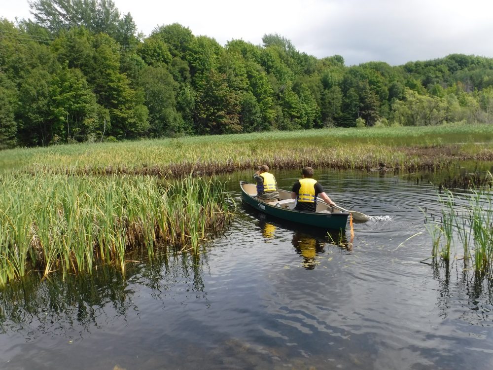 DUC staff and volunteers search the marsh for purple loosestrife plants.