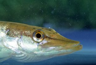 Video: biodiversity of wetlands