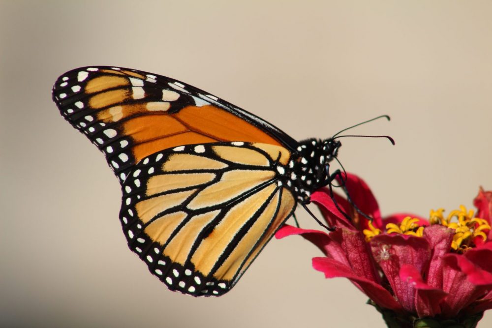 Monarch butterfly