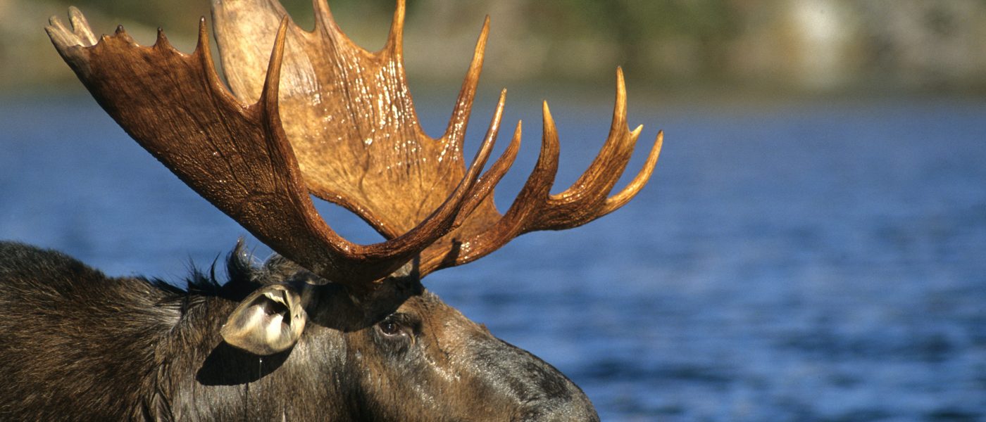 Moose are attracted to large wetlands in northern Ontario during hot summer days, when they wade into the deep water to cool off and eat nutritious water lilies.