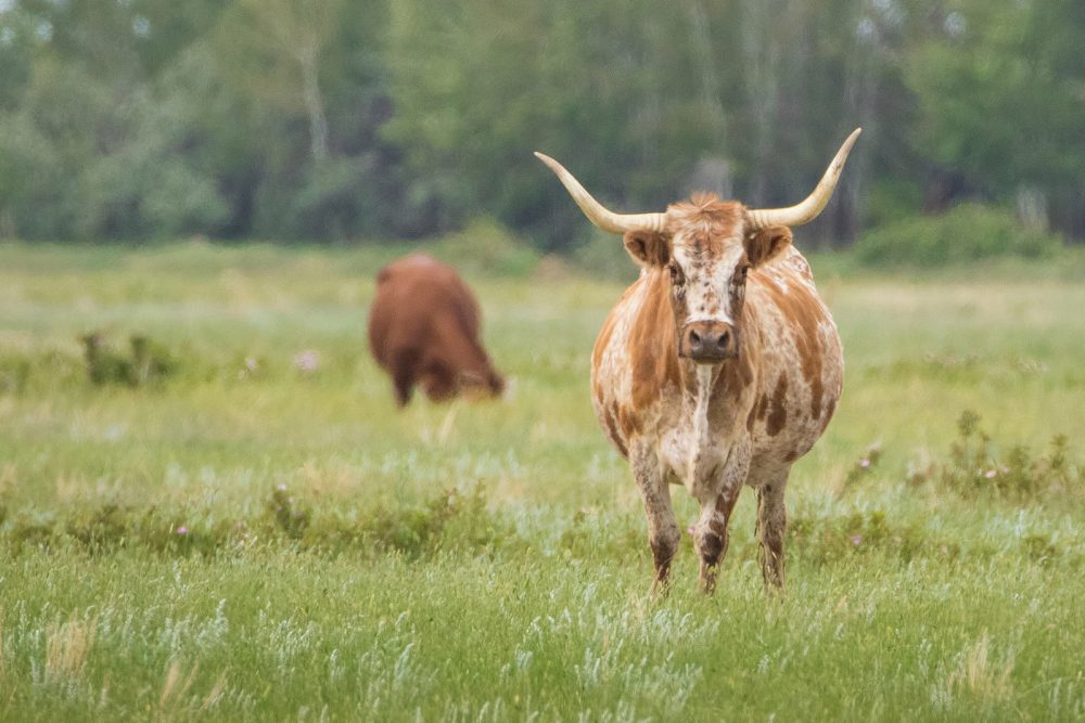 Cattle at the McKnight farm.