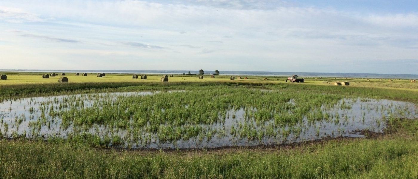 Prairie wetland