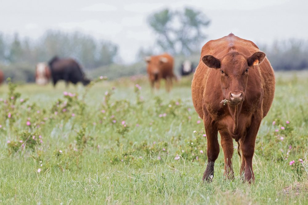 DUC programs provide flexibility to landowners while also ensuring habitat conservation.
