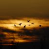 The fight to conserve our wetlands