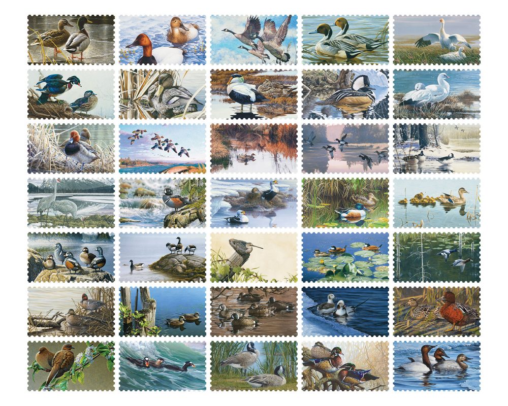 Thirty-five years of Canadian Wildlife Habitat Conservation Stamp sales have led to impressive investments in waterfowl habitat.
