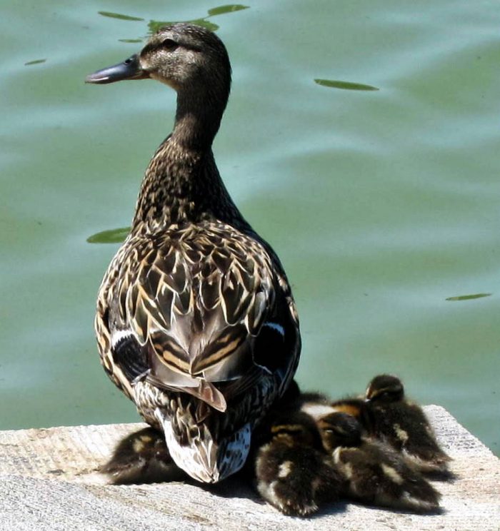 A happy family of ducks, sunning themselves by the pool.
