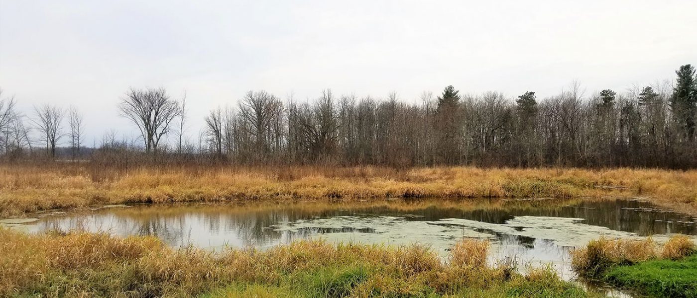The Sharp family’s new pair pond and grassland are downriver of the Rideau River Migratory Bird Sanctuary in a region where thousands of ducks and geese rest and feed during migration.