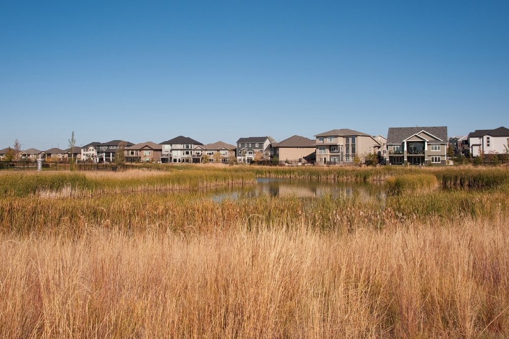 Naturalized wetland near an urban neighbourhood.