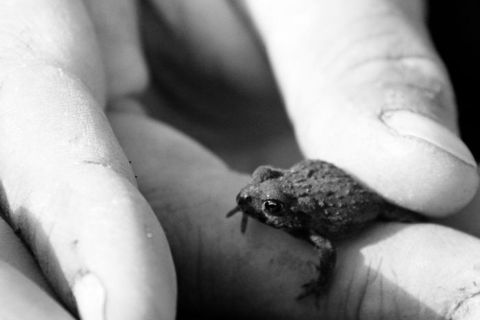 From creatures tall to small, urban wetlands are rich in biodiversity.