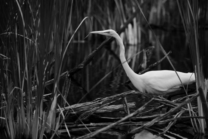 DUC is investing more and more in phragmites education and removal to protect our 3,840 wetland habitat projects in Ontario. In our search for answers, we’ve found reasons for hope and ways for everyone to help.